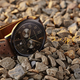 Image for article titled The Inexpensive Watch Buying Guide For Car Folks